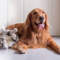 Emergency Preparedness for Pet Care Services in Alexandria, Virginia