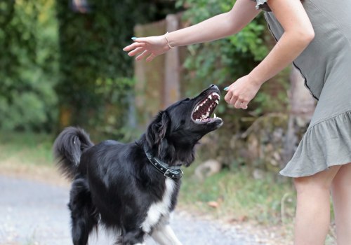 Handling Aggressive or Difficult Pets at Pet Care Services in Alexandria, Virginia