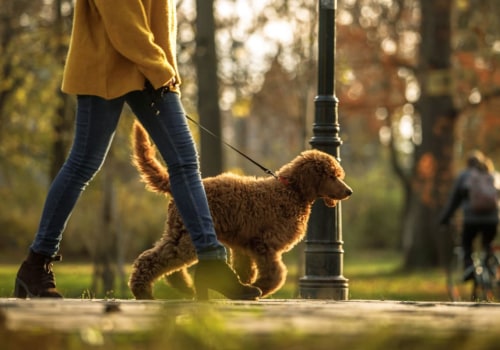 The Benefits of Having a Clear Cancellation Policy for Pet Care Services in Alexandria, Virginia